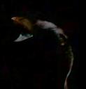 gulper-eel21.jpg