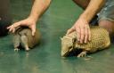 armadillo6.jpg