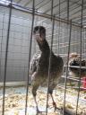 chicken5.jpg