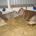cows1.jpg