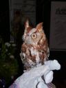 owl.jpg