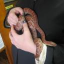corn-snake.jpg