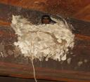 bird-in-birds-nest.jpg