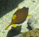 eilat-boxfish2.jpg