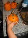 pumpkins2.jpeg