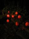 pumpkins3.jpeg