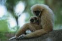 silvery_gibbon.jpg