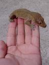 crestedgecko1.jpeg