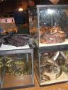 reptile-show6.jpg