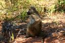 baboon.jpg
