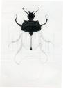 baobab-dungbeetle.jpg