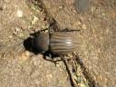 bug-brown-scarab.jpg