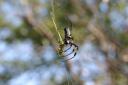 bug-golden-orb-spider.jpg