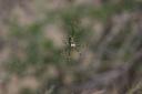 bug-golden-orb-spider2.jpg
