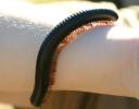 bug-millipede.jpg