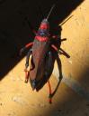 bug-purple-and-red.jpg