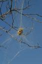 community-spiders.jpg