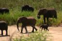 elephant-nursery.jpg