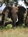 elephant.jpg