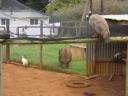 farm-animals.jpg
