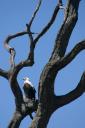fish-eagle.jpg