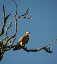 goshawk.jpg