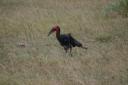 ground-hornbill.jpg