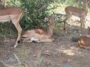 impala2.jpg