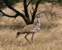 kory-bustard.jpg