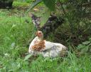 kzn-freerange-chicken3.jpg
