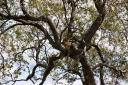leopard-in-tree2.jpg