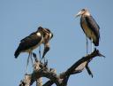 maribou-storks.jpg