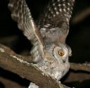owl5.jpg