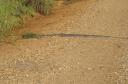 puff-adder1.jpg