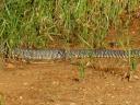 puff-adder2.jpg