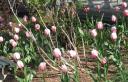 tulips.jpg