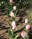 tulips2.jpg