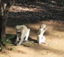 vervet1.jpg