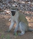 vervet2.jpg