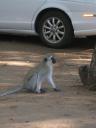 vervet3.jpg