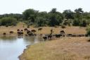 watering-hole1.jpg