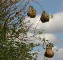 weaver-nests.jpg