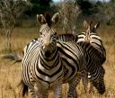 zebra.jpg