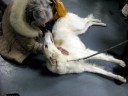 borzoi2