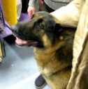 german-shepherd