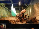 chocolate-hippo1