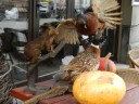 taxidermy-restaurant