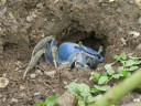 blue-crab1