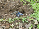 blue-crab2