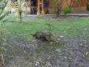 cement-anteater